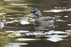 Wood Duck