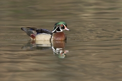 Wood Duck