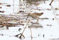 Wood Sandpiper
