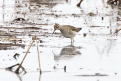 Wood Sandpiper
