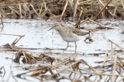 Wood Sandpiper