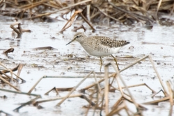 Wood Sandpiper
