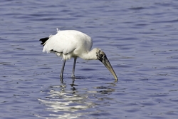 Wood Stork