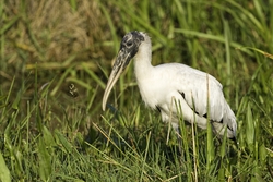 Wood Stork
