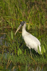 Wood Stork