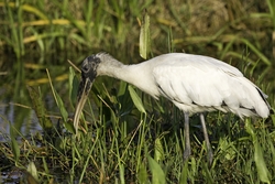 Wood Stork