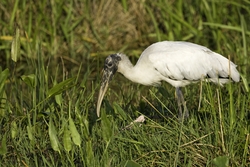 Wood Stork