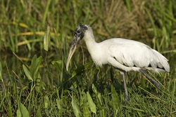 Wood Stork