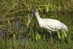 Wood Stork