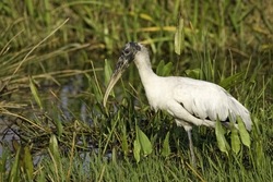 Wood Stork
