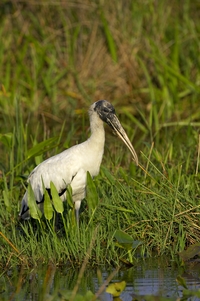 Wood Stork