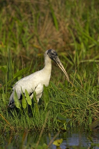 Wood Stork