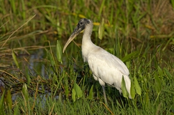 Wood Stork