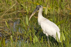 Wood Stork