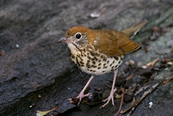Wood Thrush