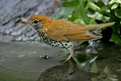 Wood Thrush