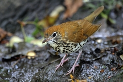 Wood Thrush