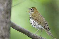 Wood Thrush