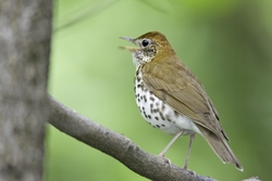 Wood Thrush