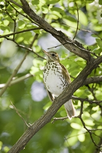 Wood Thrush