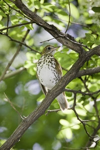 Wood Thrush