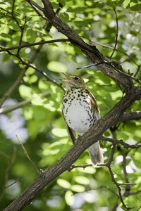 Wood Thrush