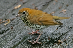 Wood Thrush