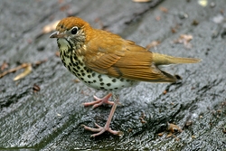 Wood Thrush