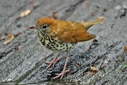 Wood Thrush