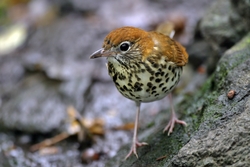 Wood Thrush