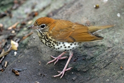 Wood Thrush