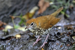Wood Thrush
