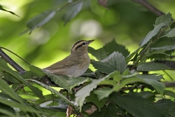 Worm-eating Warbler