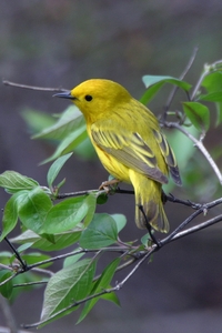 Yellow Warbler