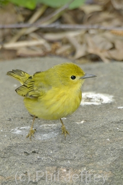 Yellow Warbler