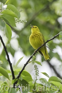 Yellow Warbler