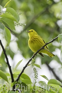 Yellow Warbler