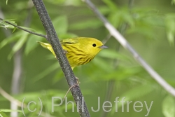 Yellow Warbler