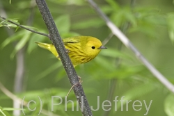 Yellow Warbler