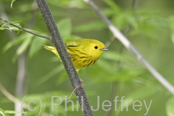 Yellow Warbler