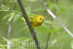 Yellow Warbler