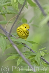 Yellow Warbler