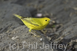 Yellow Warbler