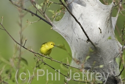 Yellow Warbler