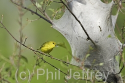 Yellow Warbler