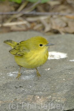 Yellow Warbler