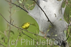 Yellow Warbler