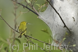 Yellow Warbler