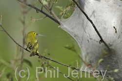 Yellow Warbler