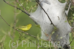 Yellow Warbler